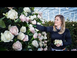 M&S Flowers: Meet the Rose Grower