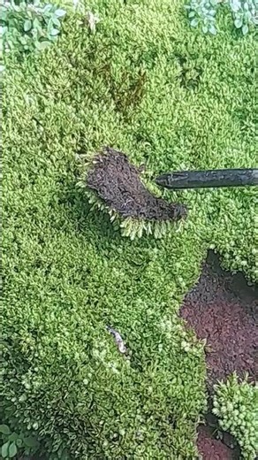 Why Moss Sticks to Rocks? The Secret Power of Rhizoids!