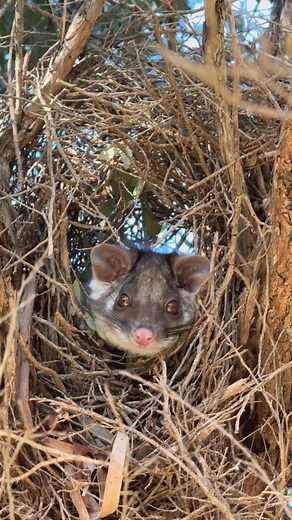 21K views · 1.6K reactions | Beauty Park’s Ringtail Possum checking me out from his drey. #nature #wildlife #australia #ringtail #possum Imagine Frankston Robert Pyne Nature Photographer | Robert Pyne Nature Photographer | Facebook