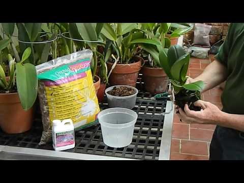 How to Repot a Phalaenopsis Orchid