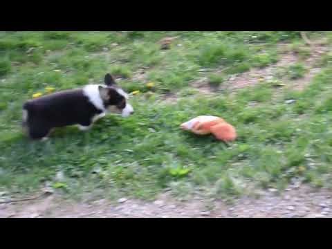 Pembroke Welsh Corgi Puppies For Sale