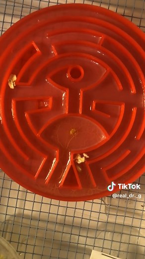 What do you think about this slime mold moving through this maze? 🤔 Is it thinking? 🍄 This fungus is called Physarum polycephalum slime mold and its moving through the maze to find oats placed inside.