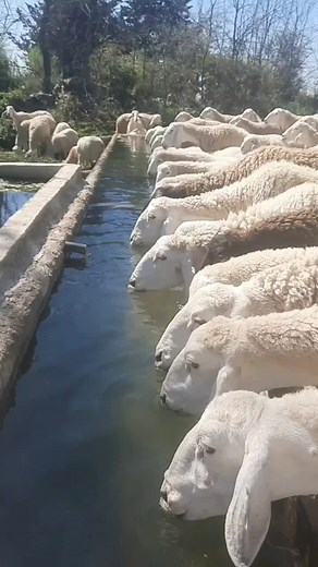 Sheep Drinking Water at a Farm Trough