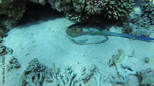 Following a ray fish in its natural environment on coral reef, diving, snorkeling, underwater, UHD.