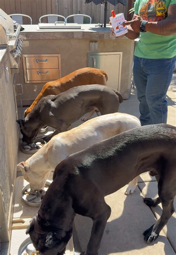 STOP letting your dog have a dull coat… this is why 🐶✨ @Native Pet Omega Oil = next level results. We’re talking deep coat shine, softer fur, healthier skin, and real joint support from EPA DHA 💪 No guessing, no gimmicks just clean, consistent omega-3s that actually show up in how your dog looks AND moves. My dogs don’t get that dry, flaky skin… no rough coat… no stiffness. Just smooth, glossy, healthy pups every day 👀 If you want your dog looking like a show dog and moving like one too… this