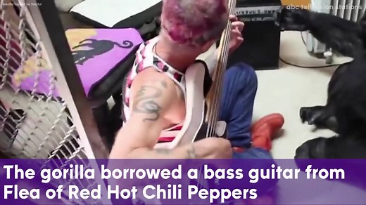 28K views · 902 reactions | Koko the gorilla was quick to show off her musical side when she got a visit from Flea, the bassist for Red Hot Chili Peppers. | ABC7NY | Facebook