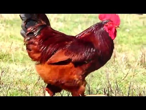 Rhode Island Red Rooster and Hen, Free Ranging Chickens producing Brown Eggs