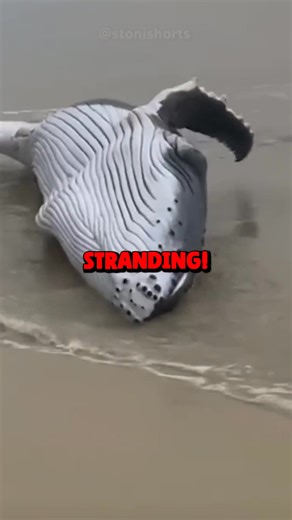 Why Do Whales Wash Up on Beaches? 🐋😳 Seeing a whale stranded on a beach can be shocking and heartbreaking. Many people wonder how something like this even happens. When a whale ends up on shore, it’s called stranding. This can occur for several reasons. Sometimes the whale is injured or sick. In other cases, navigation errors, strong currents, or shallow coastal waters can confuse them. Stranding isn’t intentional — it’s usually a sign that something has gone wrong. This video explains why the