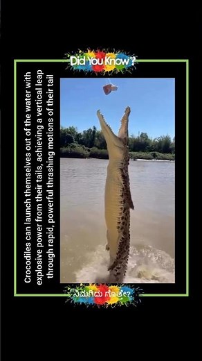 Crocodiles' Explosive Launch: The Power of Their Tails