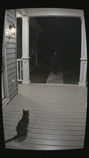 cat chases intruder off porch