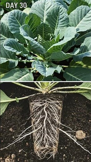 Cauliflower Growth Time-Lapse 🥦 From Seed to Harvest | Ultra-Realistic Cinematic Plant Growth
