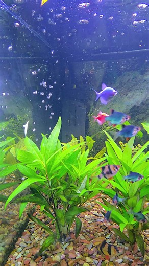 Relax with Fish in 25 Seconds | Relaxing Aquarium Sounds #shorts #meditation #aquarium #fish