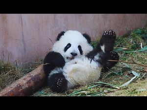 Pandas: Fun Facts, Conservation, and World Panda Day Explained 🐼