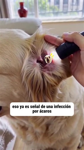 Cleaning Pets: Effective Tips and Tricks