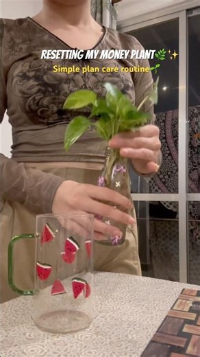 🌱#resetting #moneyplant #plantcare #satisfying #aesthetic #bollywoodgossips #planttok #moneylove