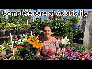Care of Asiatic lily 🌸🌸🌸🏵️🏵️🏵️ || how to grow and care lilium || ‪@surbhisplants7180‬