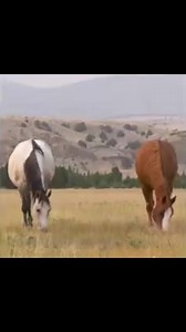 1.5K reactions · 81 shares | Tired of watching your horses suffer from constant stomping, head shaking, and twitching hides? It's time to give them the summer they deserve, free from the torment of flies. Discover the incredible power of Fly Predators® and let your horses enjoy a blissful and fly-free season. | Spalding Labs | Facebook