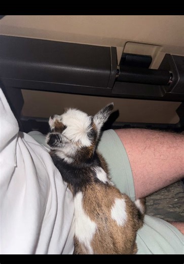 Charming Moments with Our Baby Goat Dolly