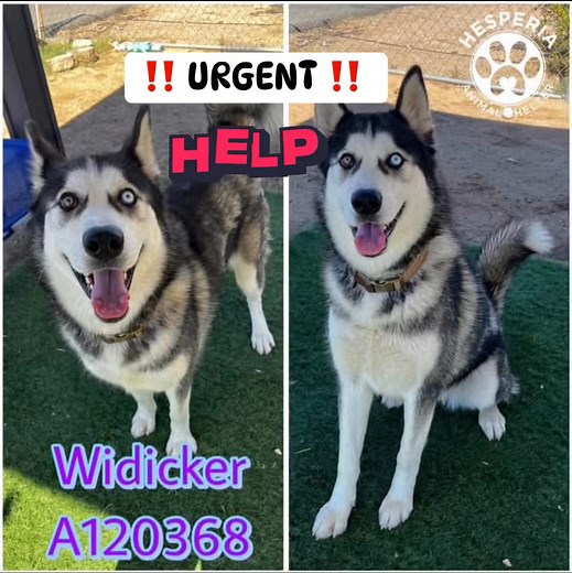 ❤️ RESCUED thanks to ARK 2.0 Rescue & Transport❤️ Code red ~! Must exit now or will face euthanasia 😞 Widicker - #a120368 https://24petconnect.com/HesperiaAdoptablePets/Details/HESP/A120368 RESCUE DESK for more info about dog to dog interaction and more : kramirez@hesperiaca.gov rescue@cityofhesperia.us Age: 1 Year Sex: Intact Female Breed: Alaskan Husky Color: Black Intake Date: 10/04/2025 Due Out: 10/11/2025 Hesperia Animal Shelter CA Phone Number: (760) 947-1700 Address: 11011 Santa Fe Avenu