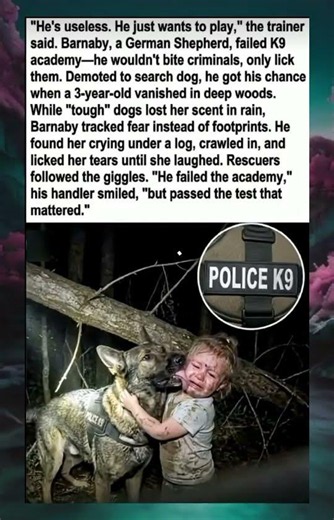 The K9 Failure Who Became a Hero: The Heartwarming Story of Barnaby