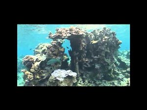 The Importance of Palmyra Atoll