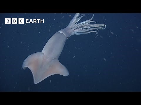 Humboldt Squid Communicate with Light | Into The Deep | BBC Earth Kids