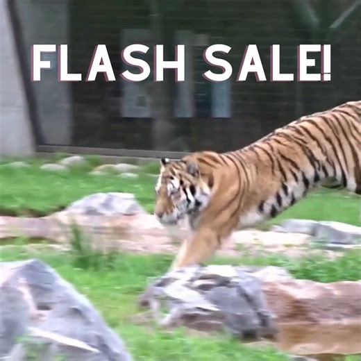 1.9K views · 63 reactions | Membership Flash Sale: https://bit.ly/47EMoRR Stuff is so last season! A Detroit Zoo membership never goes out of style and will never wind up in a landfill. Enjoy $10 off every level of membership today (Nov. 15) to celebrate America Recycles Day. | Detroit Zoo | Facebook