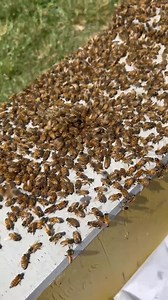 Some bee swarms are easier to catch than others because of a few key factors that affect how calm, settled, or accessible they are. A fresh swarm that has just left its hive is usually full of honey and focused on protecting the queen, not defending territory. These swarms tend to be calmer and more cooperative, which makes them much easier to collect. Where the swarm lands also makes a big difference. Swarms clustered low on a branch, fence, or wall are far easier (and safer) to catch than ones