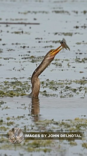 In this video we rejoin the Anhinga from my post the other day - This time, successfully tossing up and catching a fish ⭐️ Anhinga 🗓 March 2024📍Christmas, FL 📷 @sonyalpha α1 🔘 Sony FE 200-600mm #floridaexplored #anhinga #naturallight #sonya1 #birdphotography #birding #sonyalpha #birdlovers #bestbirdshot #bb_of_ig #best_birds_of_ig #feather_perfection #wildlifephotography #birdlife #photography #lovefl #floridaphotography #naturephotography #outdoors #fish #fishing #floridalife | Images By Jo
