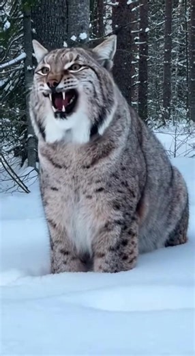 Experience the haunting scream-growl of a lynx in its icy forest home. Watch as icy winds ripple through its tufted ears and thick fur, with each echoing call resonating among snow-laden trees. The ambient whispers of wind and creaking branches create a truly wild, wintry atmosphere. 🔗 Follow for more animal sounds: TikTok: http://tiktok.com/@animalsoundearth Instagram: https://www.instagram.com/@animalsoundearth YouTube: https://www.youtube.com/@AnimalSoundEarth #LynxSound #WildNature #AnimalV