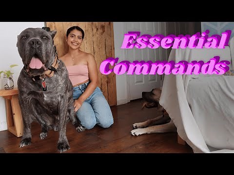 Commands Every Well Behaved Cane Corso MUST Know!