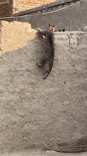 “Cat’s Epic Leap: From Wall to Ceiling!”