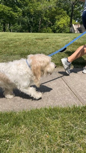 808 reactions · 22 shares | Shoutout to all the dog and cat dads out there.  Pet parenthood has its ups and downs, but Seresto makes flea and tick protection a no-brainer. | Seresto | Facebook