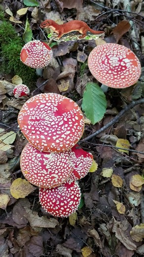 𝗟𝗘 𝗠𝗢𝗡𝗗𝗘 𝗗𝗘𝗦 𝗔𝗠𝗔𝗡𝗜𝗧𝗘𝗦 🌲🍄🌳 #mushroom #nature #fungi #champignons #foret