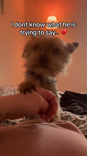 Understanding Your Yorkie's Behavior