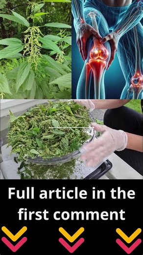 Maybe you’ve heard of stinging nettle, grows everywhere—but never knew its power...  | Beautiful Home & Garden Ideas | Facebook