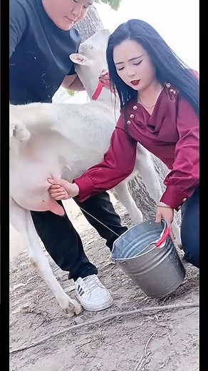 Top 5 AMAZING Health Benefits of Drinking Goat Milk Daily