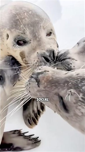 The Real Reason exposure Seals Love Humans #animals #shortfeed #science #pets #seal