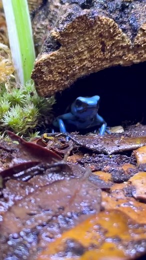 FROG FART!🐸💨#frog #frogs #reptileroom #animals #petsoftiktok #fart