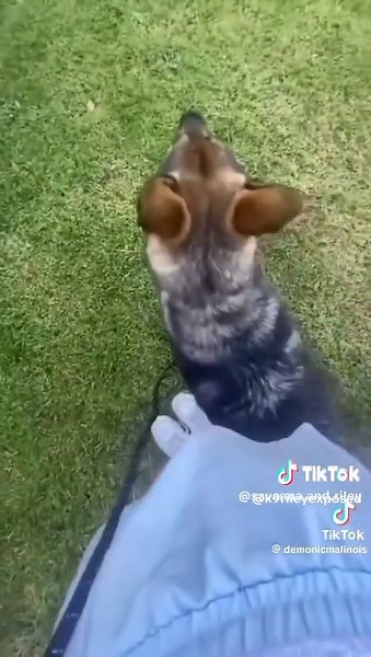 Training Tips for K9 Riley: Rewarding Behavior