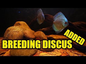 Adding the Discus fish to their nature aquarium