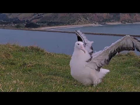 A Royal Walkabout! Take A Trip With The Albatross Chick In New Zealand | DOC | Cornell Lab