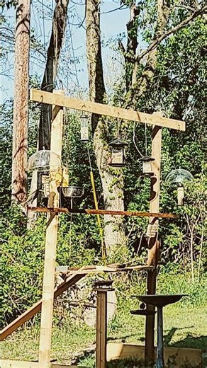 This backyard bird setup is insane 🐦 #birds #nature #viral