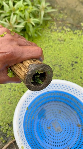 Traditional Fishing in old bamboo traps #fishtrap #shortsviral