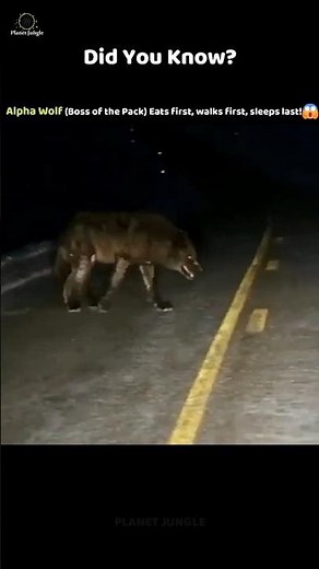 Alpha Wolf — The Fearless Leader of the Pack 🐺👑 #alphawolf #wolfpack #wildlife #animalfacts