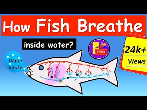How Fish Breathe in water | How do fish breathe using gills? | How it works ?