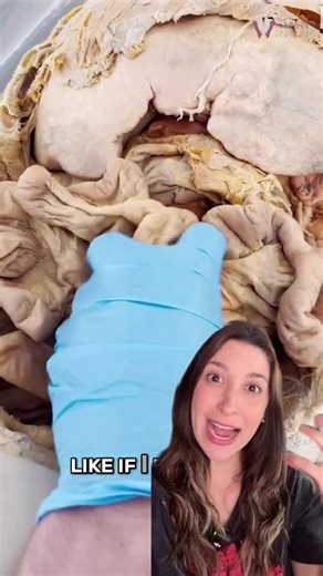 Explorando o Intestino Humano: Estrutura e Função