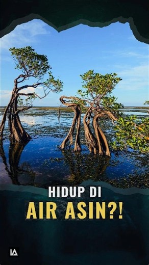 How Do Mangroves Survive in Saltwater? 🤔