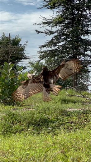 Fast speed of Eagle hunting bird of prey