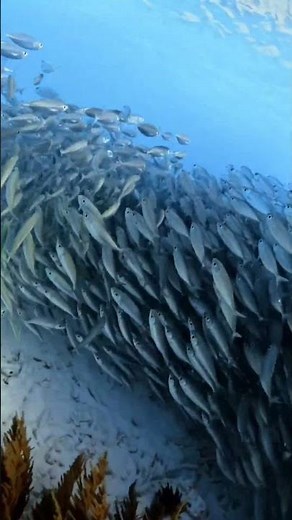 Surrounded by a Massive School of Fish Incredible Ocean Moment | Ocean Life Swimming With Wild Fish